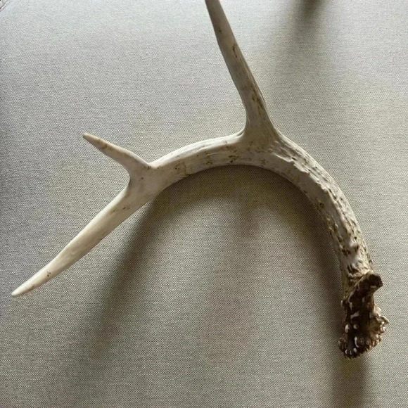 Deer Antler Decor - Picture 6 of 7